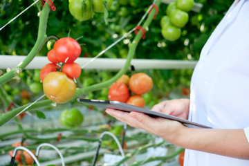 Young Woman Looking at Tomato Plant in Greenhouse