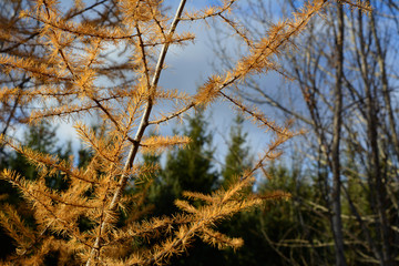Larch branches with golden needles on the background of autumn forest.