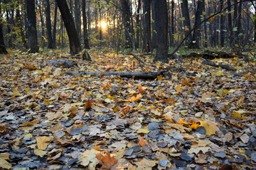 Obraz na płótnie Canvas Sunset in the forest full with fallen leaves. Autumn evening.