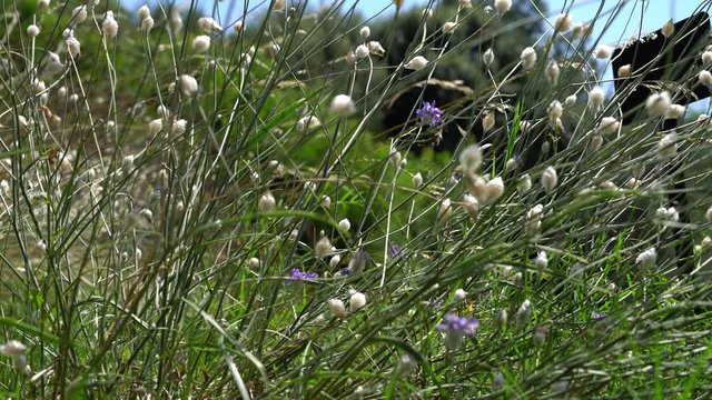 Catananche caerulea (Blue Cupidone) plant, close-up. Beautiful view of Blue Cupidone plant in natural habitat in sunny day, summer.