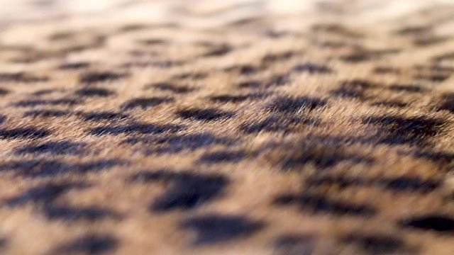 Close up of leopard print fur