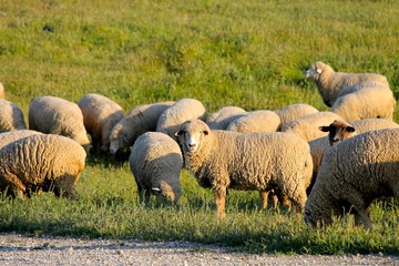 Heard of sheep