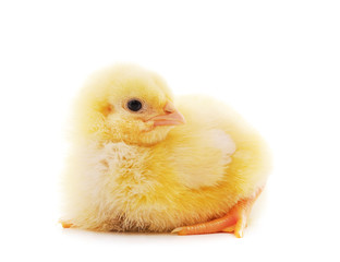 Obraz premium Small yellow chicken.