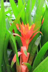 Obraz premium Flores