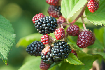 Organic juicy fresh blackberries on a branch and blurred green leaves. Bush with beautiful ripening blackberry berries. Many delicious sweet black berry and unripe red berries in the garden.