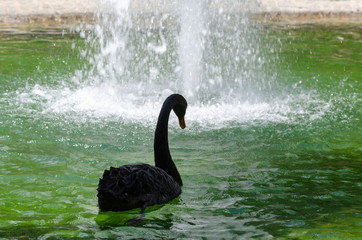 A Black Swan