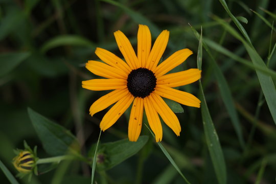 Sunflower Yellow