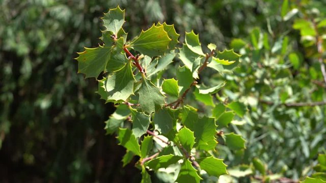 Hakea Cristata (Pincushion tree) plant branch, close-up. Beautiful view of Pincushion tree in natural habitat.