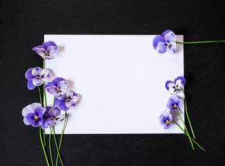 Pansy Flower with Blank Paper Page for Greeting Message. Purple Flowers on Dark Background. Top...