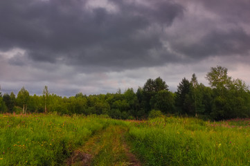 Summer meadow landscape with green grass and wild flowers on the background of a forest.