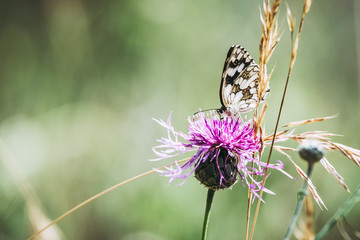 Papillon posé sur une fleur