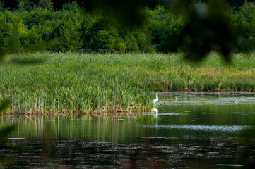 white heron against the background of a mountain lake and green forest