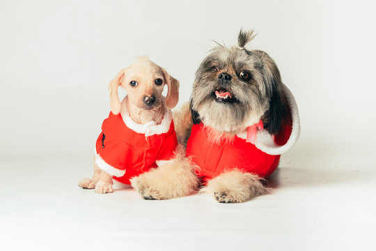 NAVIDAD