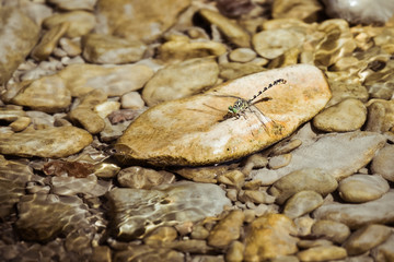 Libellule à rayures jaune posée sur un rocher