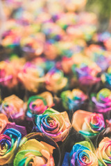 Fototapeta na wymiar Rainbow multi colored roses pride gay symbol celebrating hbtq rights