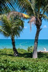 palm trees on the beach on Con Dao Island