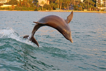 Jumping dolphin in Clearwater, Florida