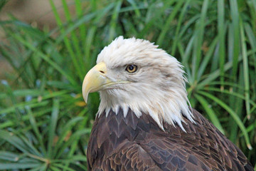 Head of bald eagle