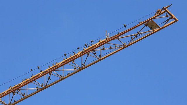V&ouml;gel sitzen auf einem gelben Kranausleger