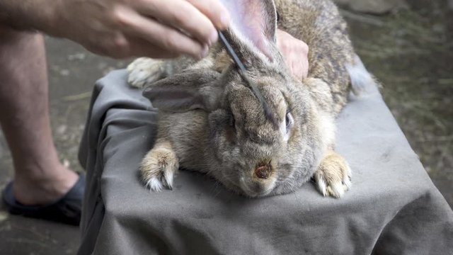 Rabbit family close-up