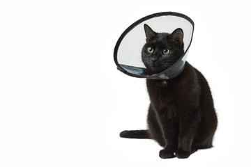 Black cat in the plastic collar which is put on on a neck during the postoperative period. The pet sits on the white isolated background