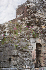 Wall Flowers