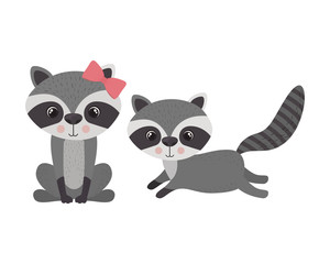 cute couple of raccoons on white background