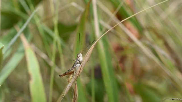 Closeup of grasshopper descending a blade of grass