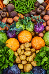 Fresh farm vegetables close-up. Potatoes, turnips, pumpkin