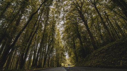 autumn in the forest