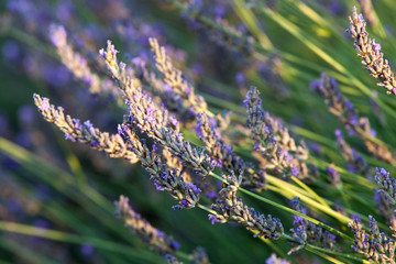 Blooming lavender, Plateau of Valensole, Provence, France