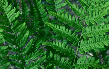 natural background of leaves. Natural green young ostrich fern or shuttlecock fern leaves Matteuccia struthiopteris on each other