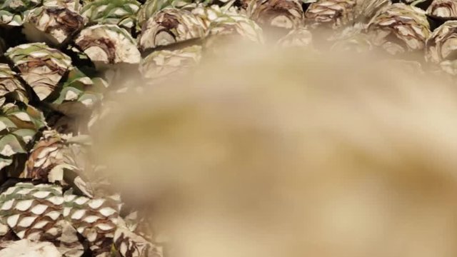 Maguey apilado para hornear
