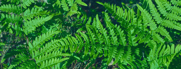natural background of leaves. Natural green young ostrich fern or shuttlecock fern leaves Matteuccia struthiopteris on each other