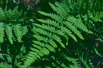 Fototapeta premium natural background of leaves. Natural green young ostrich fern or shuttlecock fern leaves Matteuccia struthiopteris on each other