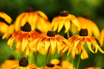 Rudbeckia blooming in the garden in summer.