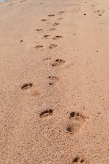 footprints in the sand by the sea