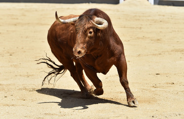 toro español