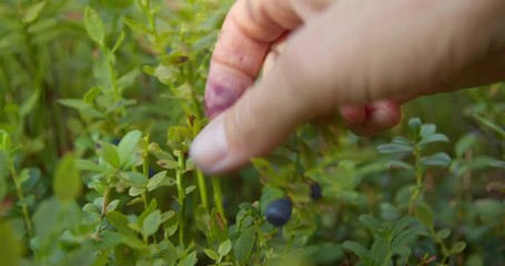 Woman hand picking wild organic blueberries in forest slow motion