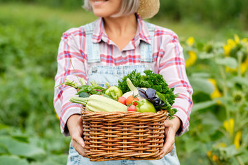 Woman Holding a Basket full of Harvest Organic Vegetables and Root on Organic Bio Farm. Autumn Vegetable Harvest