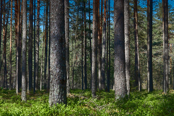 Obraz premium view of the dark forest in summer. Russian forest. nature of Russia. Russia, Kaluga region