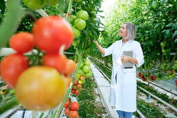 Young Woman Looking at Tomato Plant in Greenhouse