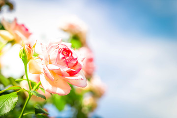 Wide web banner with roses