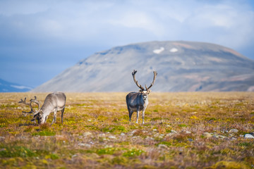 Naklejka na ściany i meble Landscape with wild reindeer. Summer Svalbard. with massive antlers horns deer On the Sunset, Norway. Wildlife scene from nature Spitsbergen 