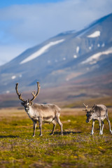 Landscape with wild reindeer. Summer Svalbard.  with massive antlers horns deer  On the Sunset, Norway. Wildlife scene from nature Spitsbergen 