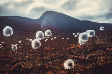 Wallpaper norway landscape nature of the mountains of Spitsbergen Longyearbyen Svalbard   on a...