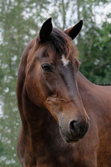 Obraz premium Pferdeportrait