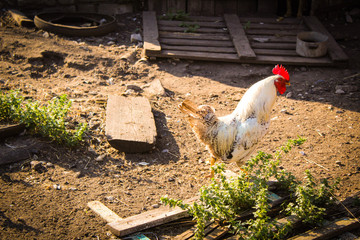 beautiful rooster in the yard of a village house 