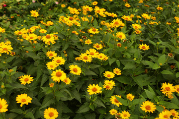 Summer flowers outside