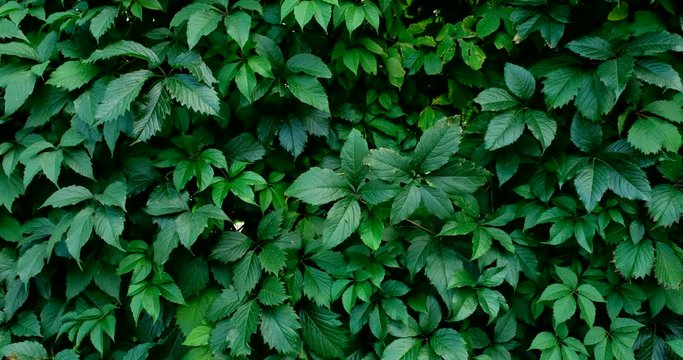 Green lush nature background. Beautiful green leaves blowing in the wind. Green leaf texture. Summer spring bright natural plant background. Vibrant colors foliage closeup.